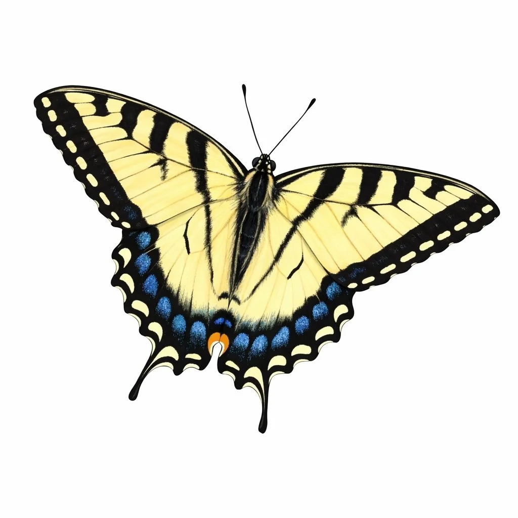 Yellow and black tiger swallowtail butterfly with blue and orange markings on its tail, isolated on a white background.