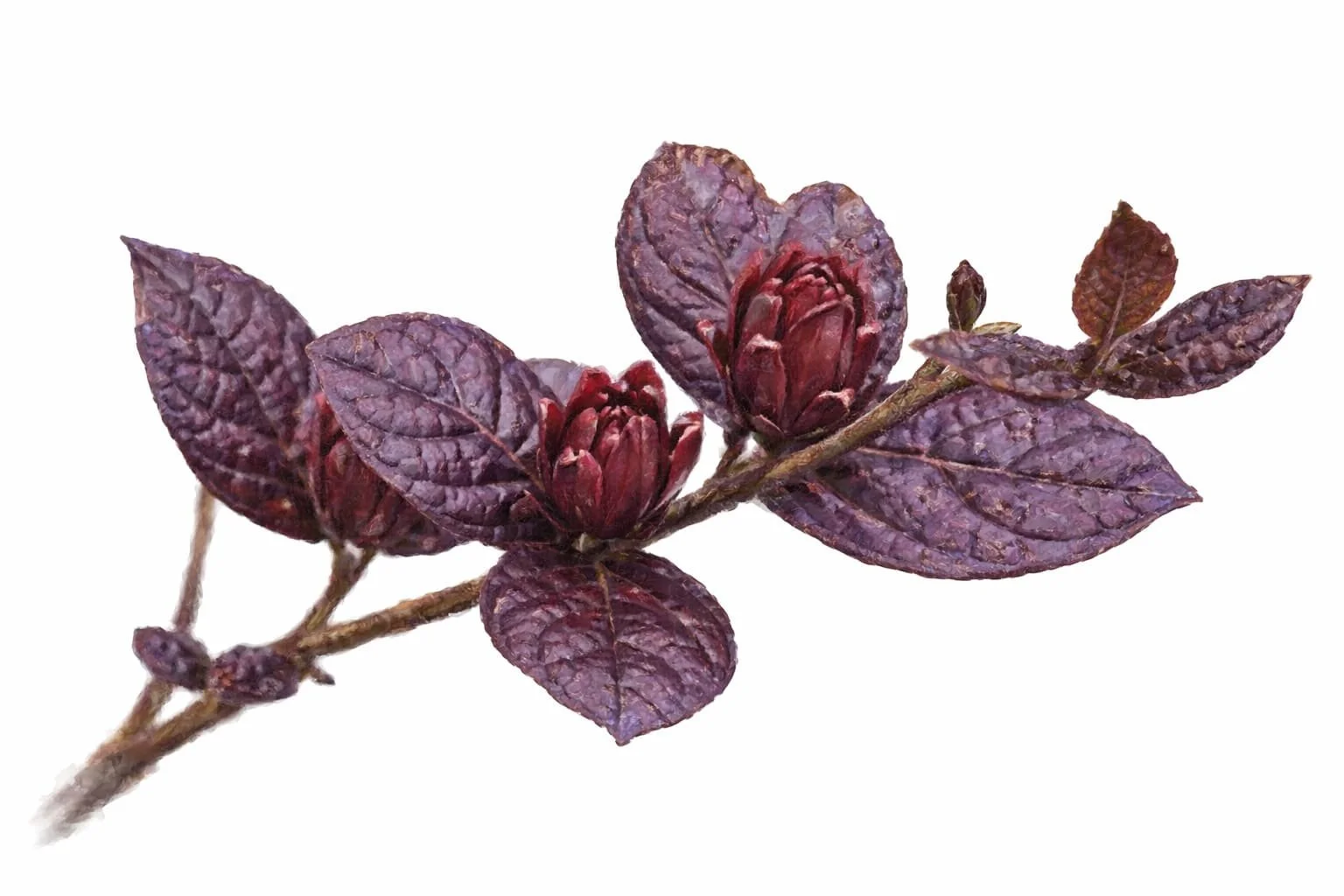 Carolina Allspice 'Burgundy Spice' | Calycanthus floridus var purpureus 18-24''