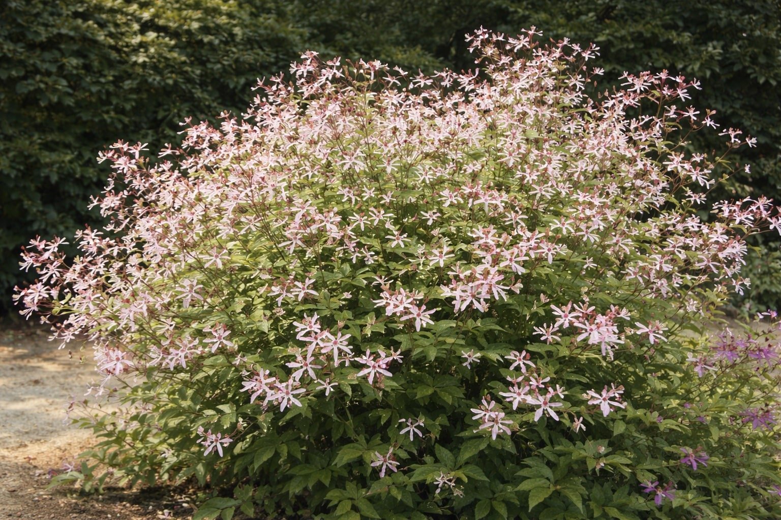 Bowman’s Root 'Pink Profusion' | Gillenia trifoliatus 1 gallon