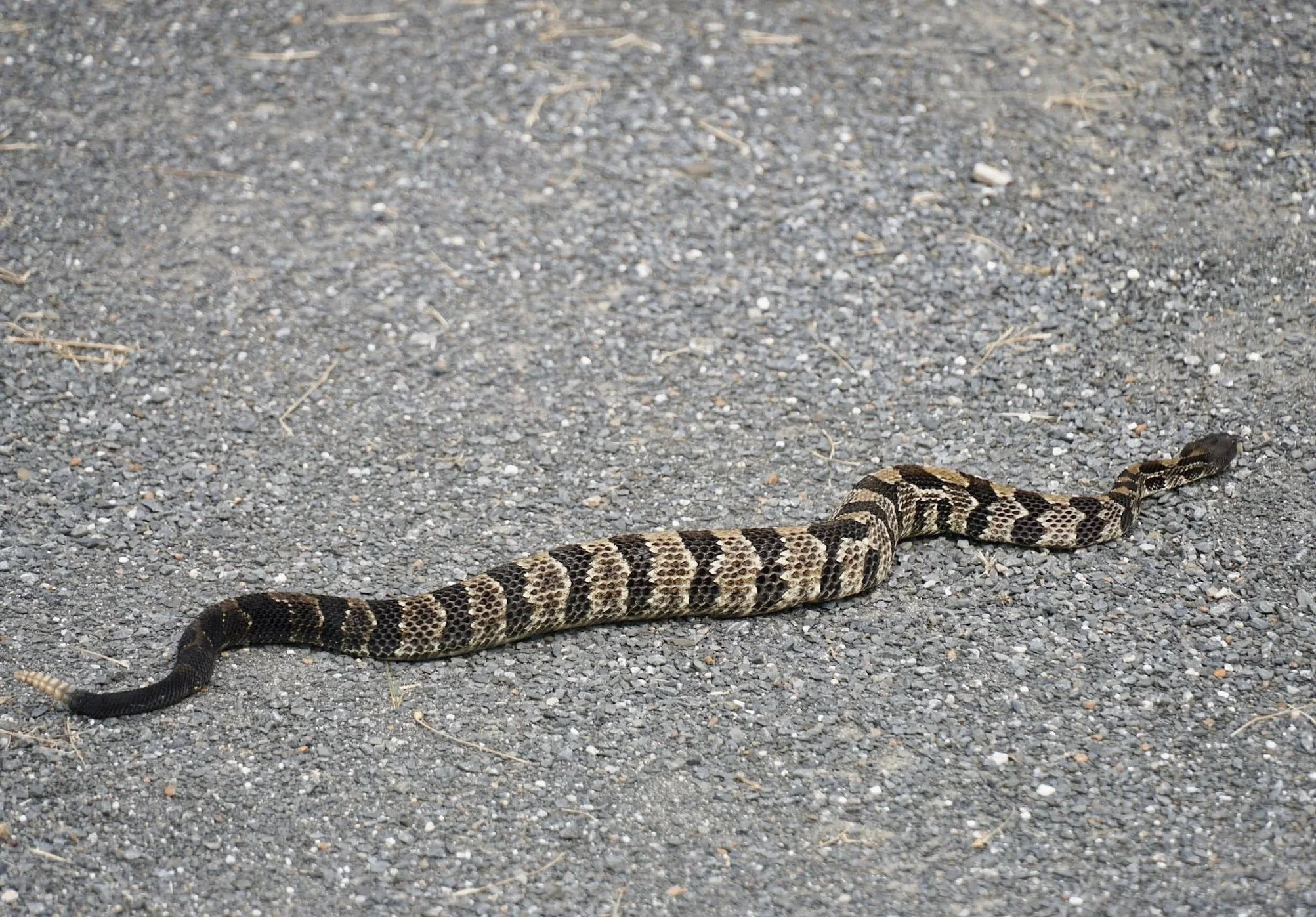 A snake with black and tan patterned scales on a gravel path.
