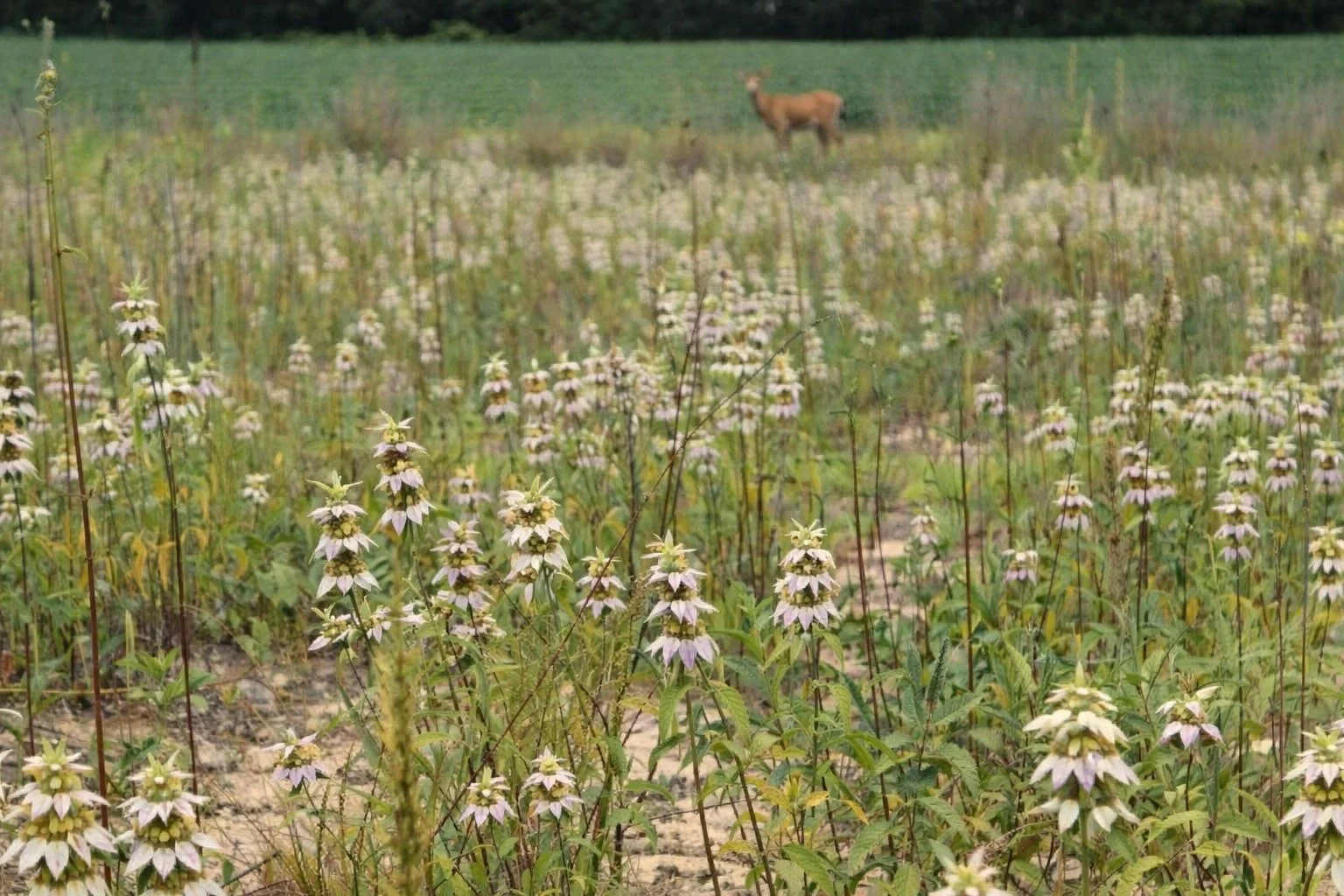 spotted-bee-balm-monarda-punctata-native-perennial-1-gallon-garden.jpg