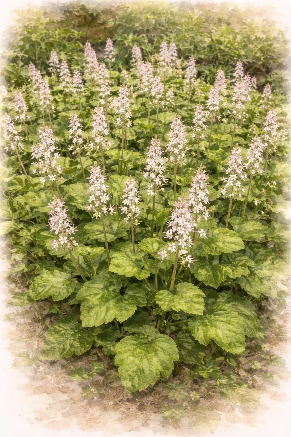 foamflower-running-tapestry-tiarella-cordifolia-native-perennial-1-gallon-main..jpeg