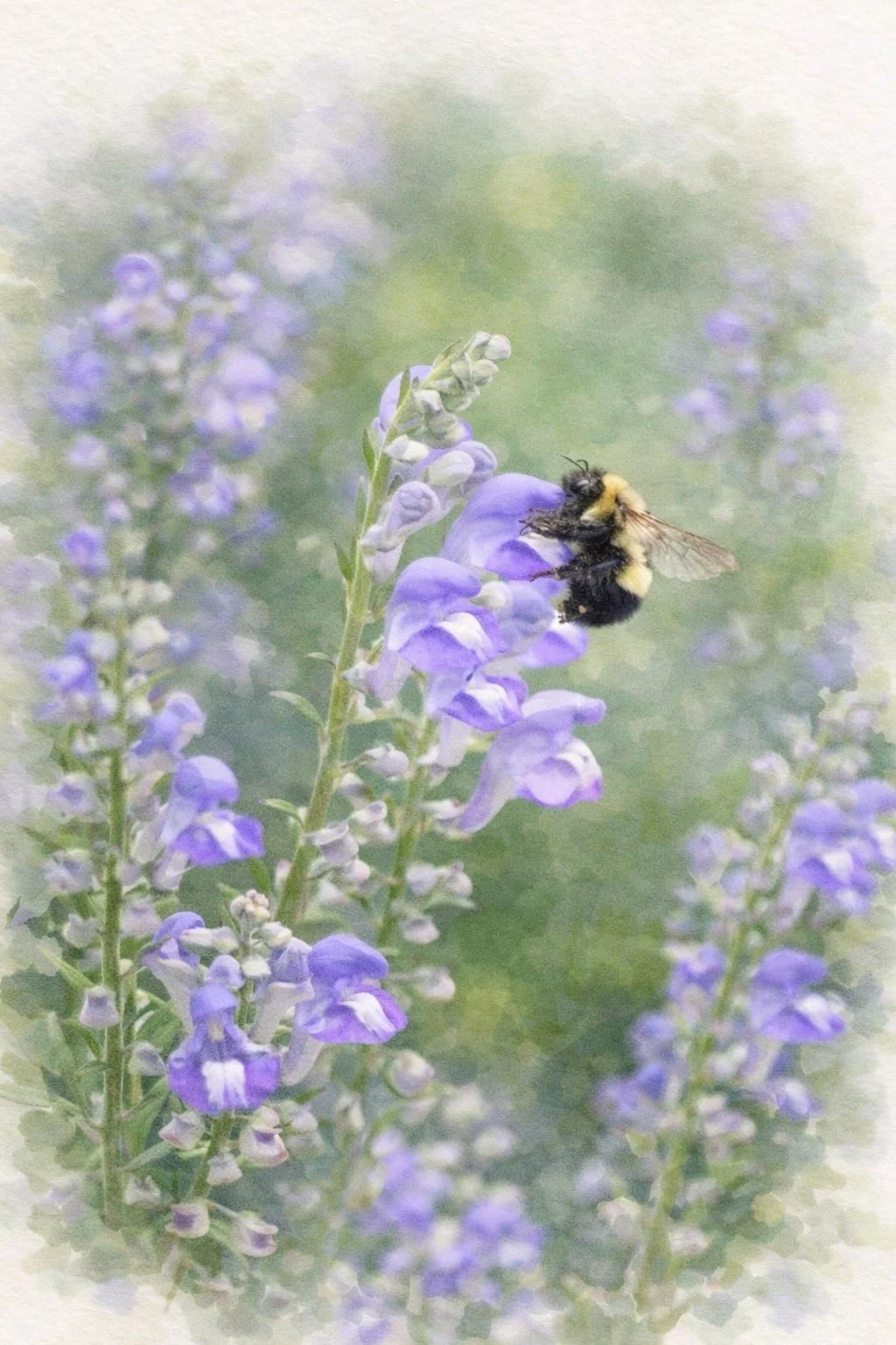 Hoary Skullcap | Scutellaria incana 1 gallon