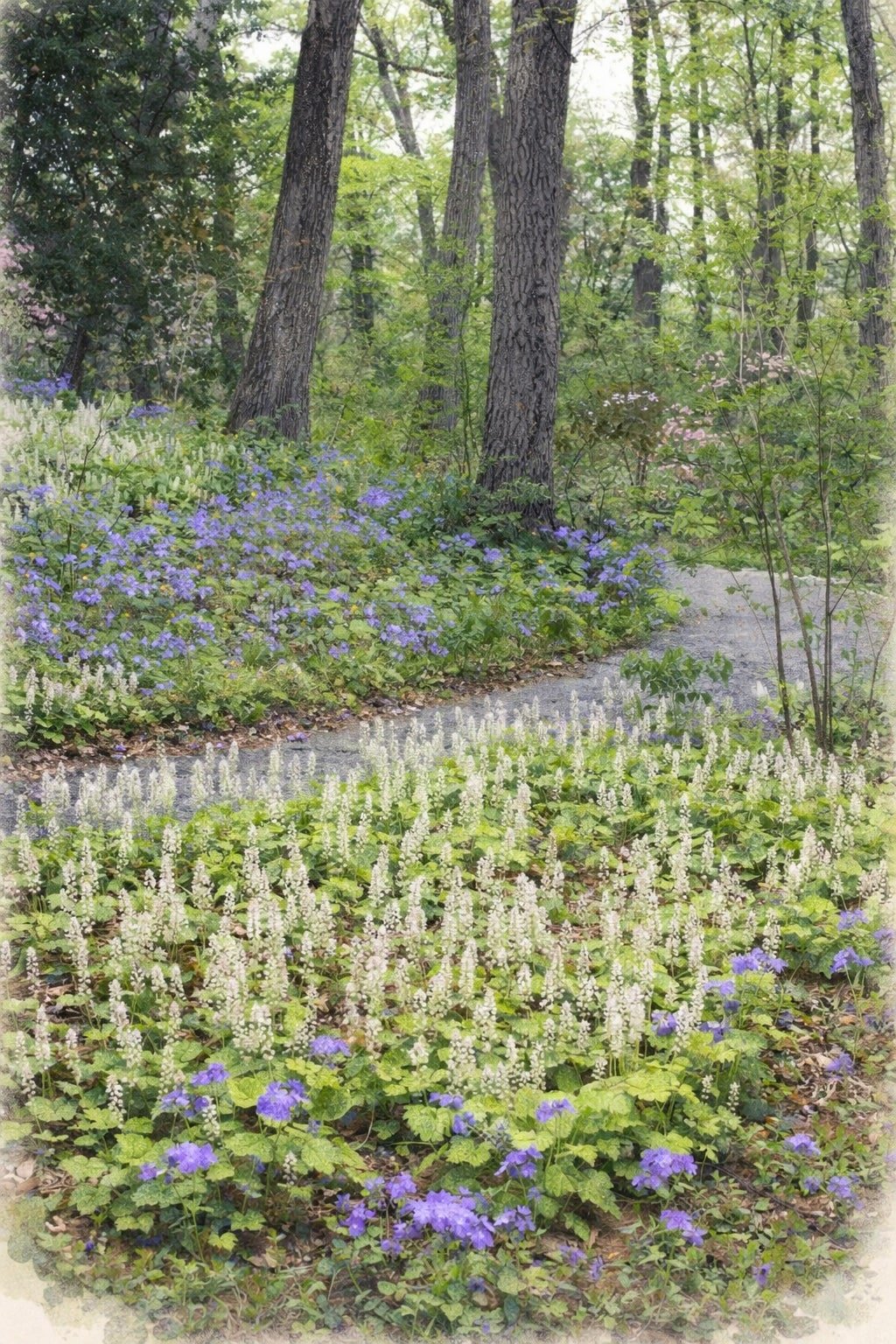 Foamflower 'Running Tapestry’ | Tiarella cordifolia 1 gallon