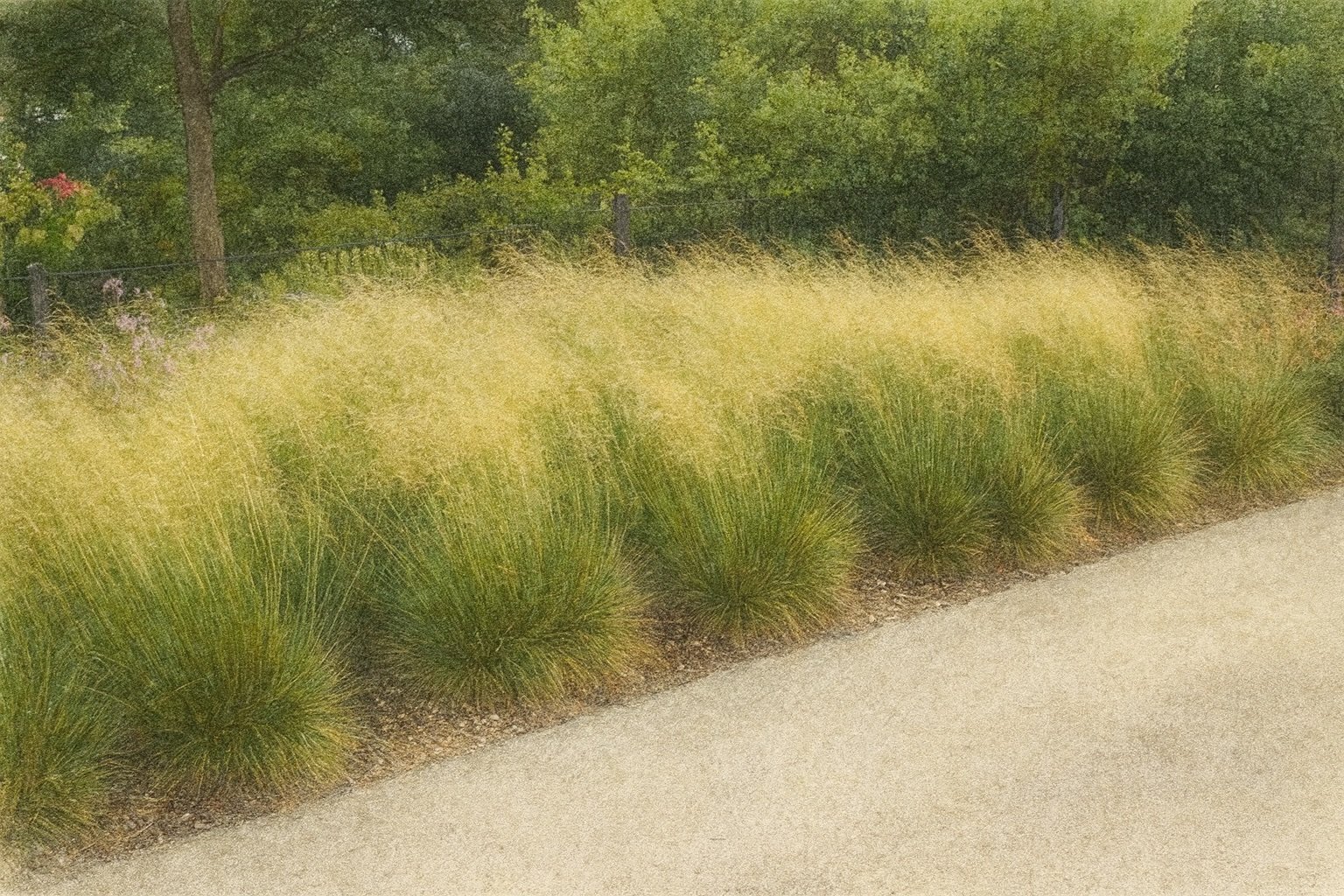 ‘Goldtau’ Tufted Hairgrass | Deschampsia cespitosa 1 gallon