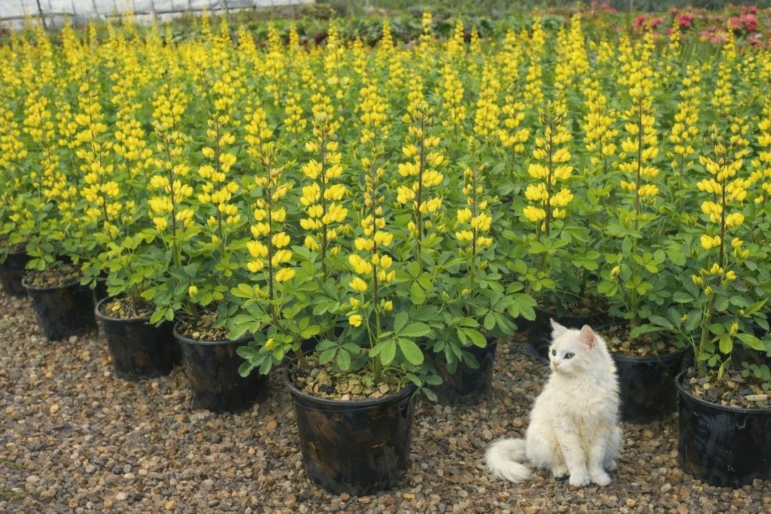 Yellow Wild Indigo | Baptisia sphaerocarpa 1 gallon