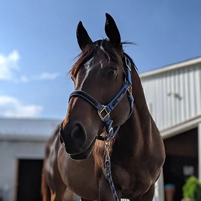Our Stable — Sebastian Riding Associates