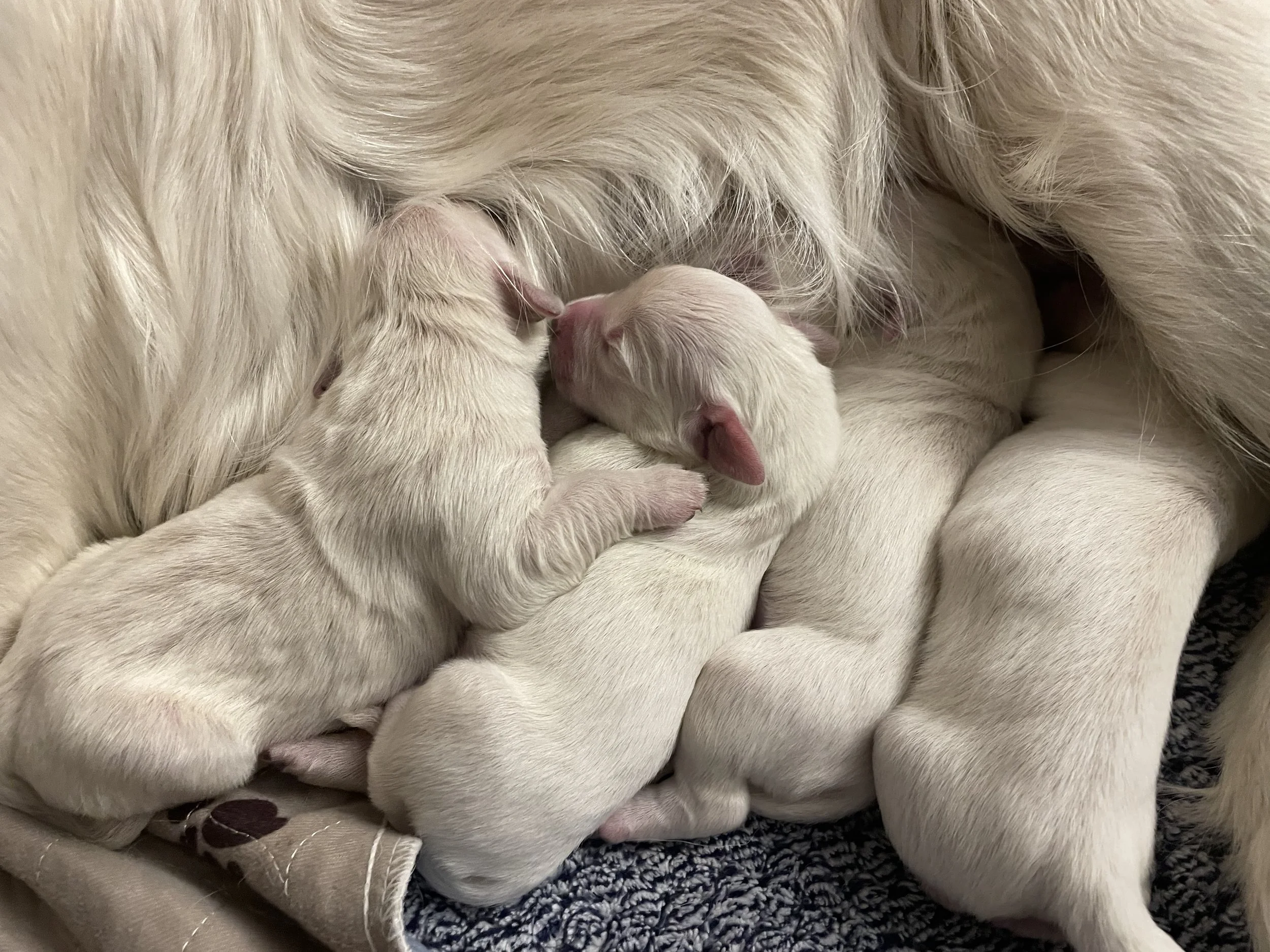 baby pup.jpg