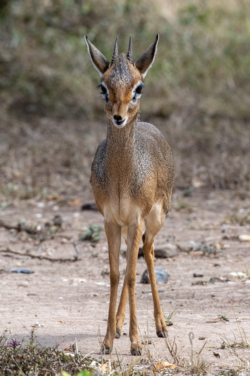 30_baby_antelope.jpg