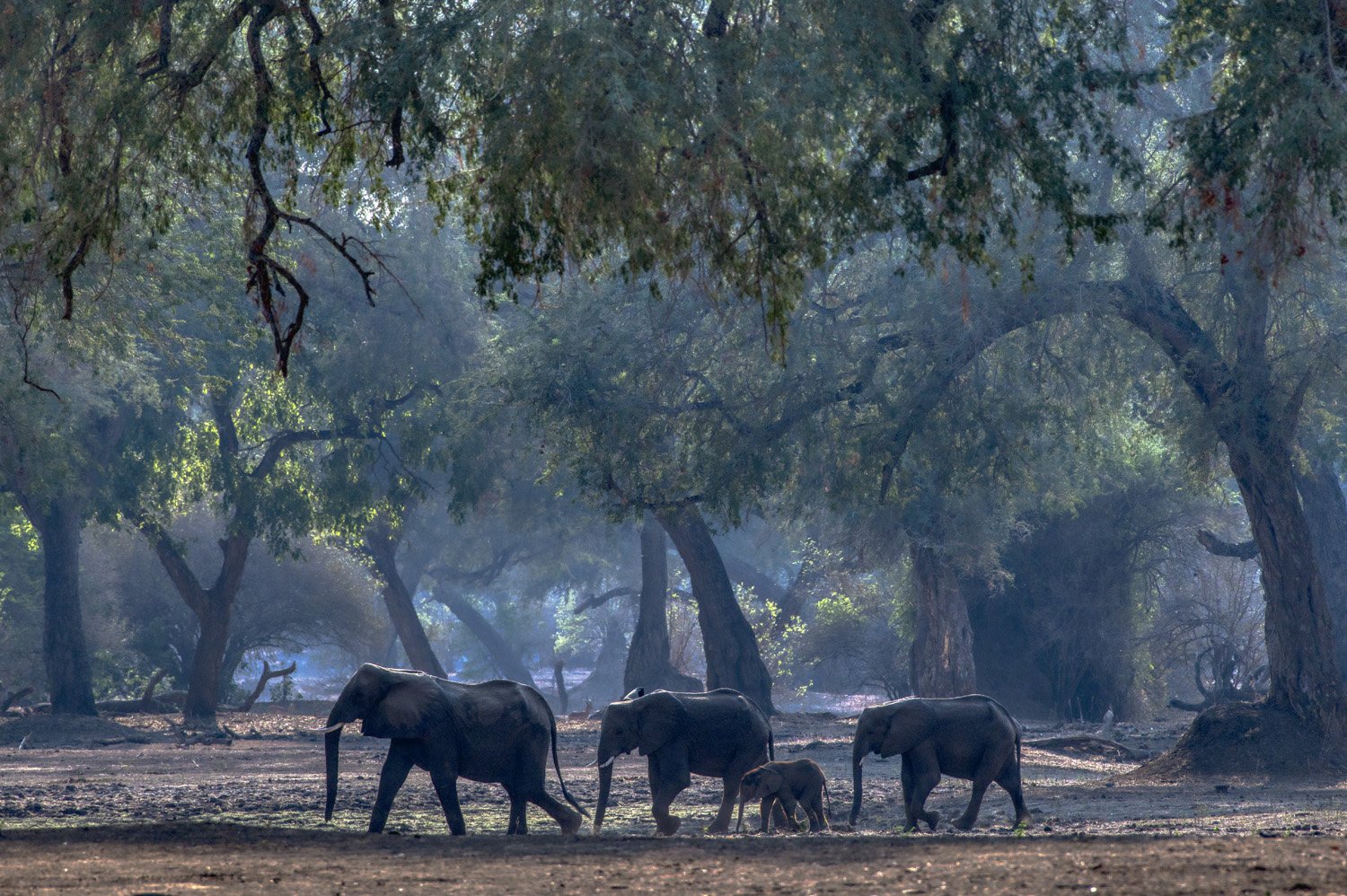 22_elephants_in_the_jungle.jpg