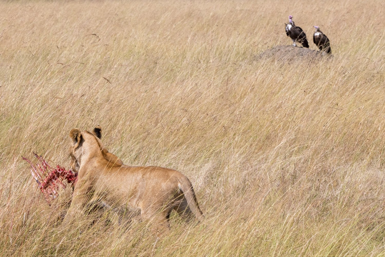 03_lion_and_vultures.jpg