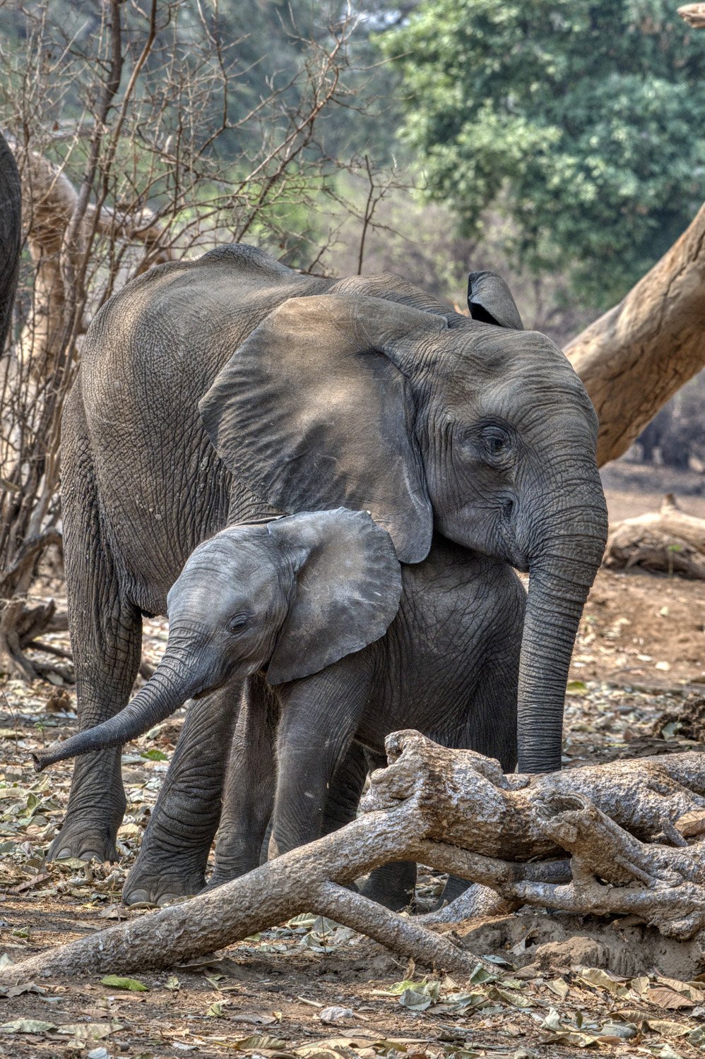 25_elephants.jpg