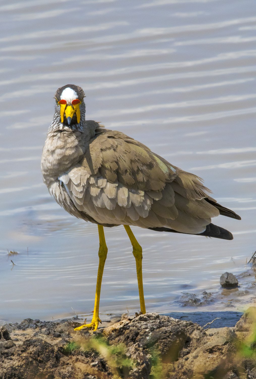 17_bird_standing_in_river.jpg