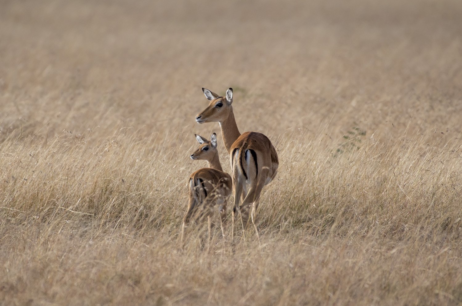 31_baby_and_mama_gazelle.jpg