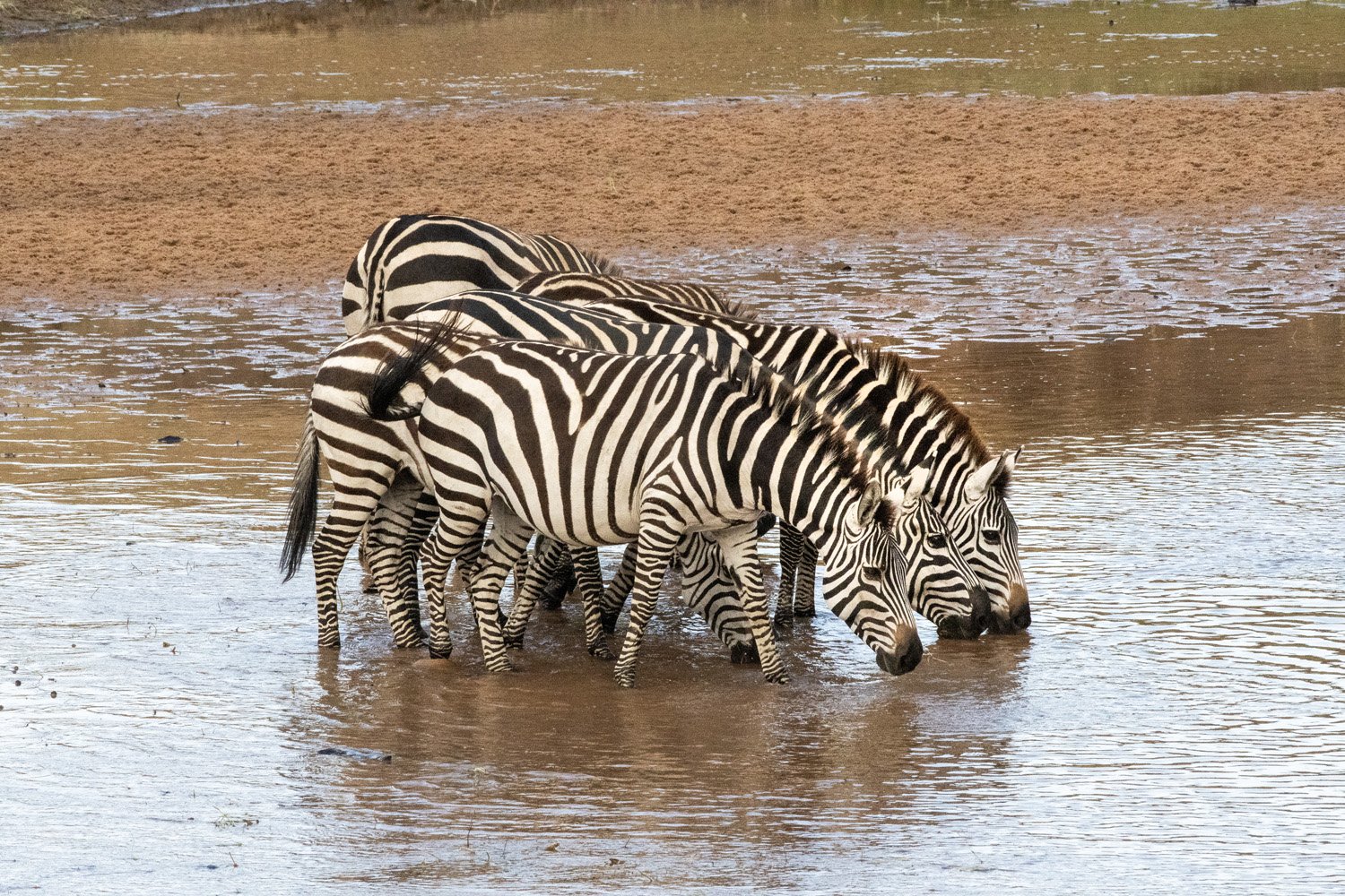 07_zebras_drinking.jpg