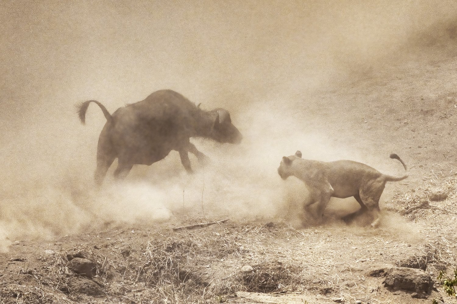 36_lion_and_bull_fight.jpg