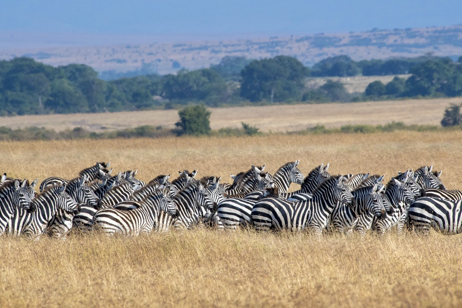 09_hurd_of_zebras.jpg