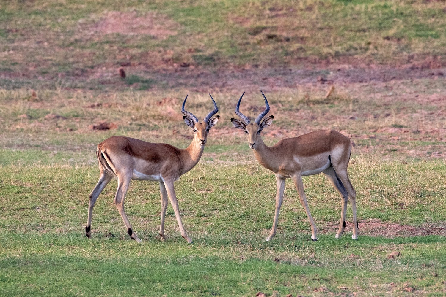32_gazelles.jpg