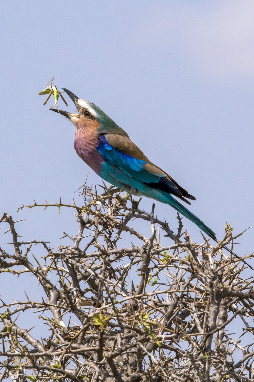 15_bird_catching_insect.jpg