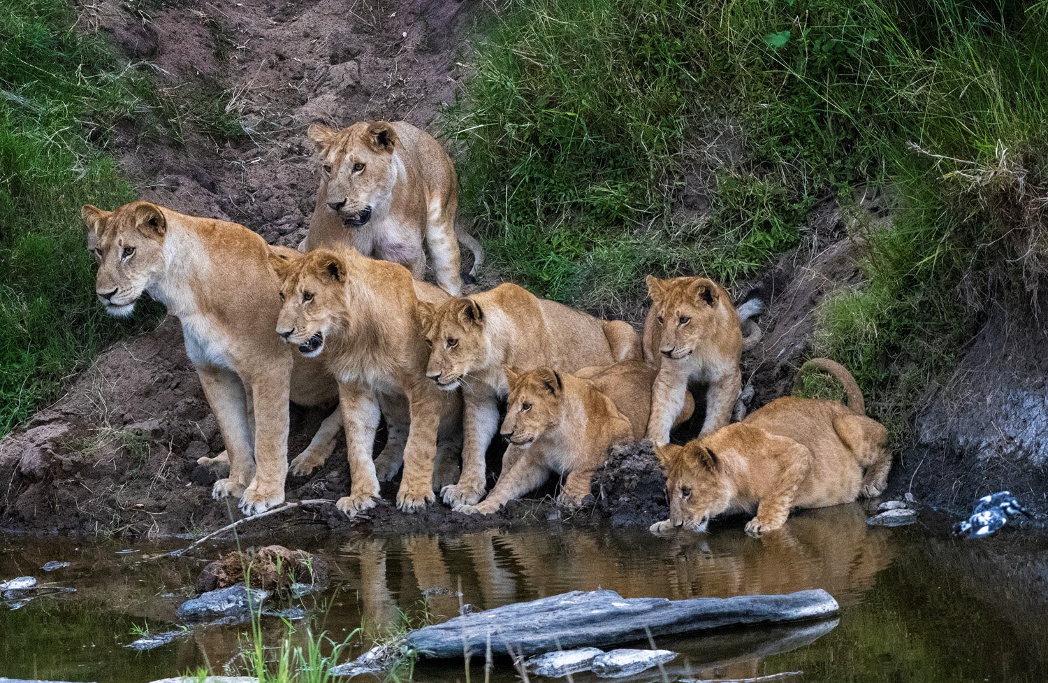 Africa photo gallery