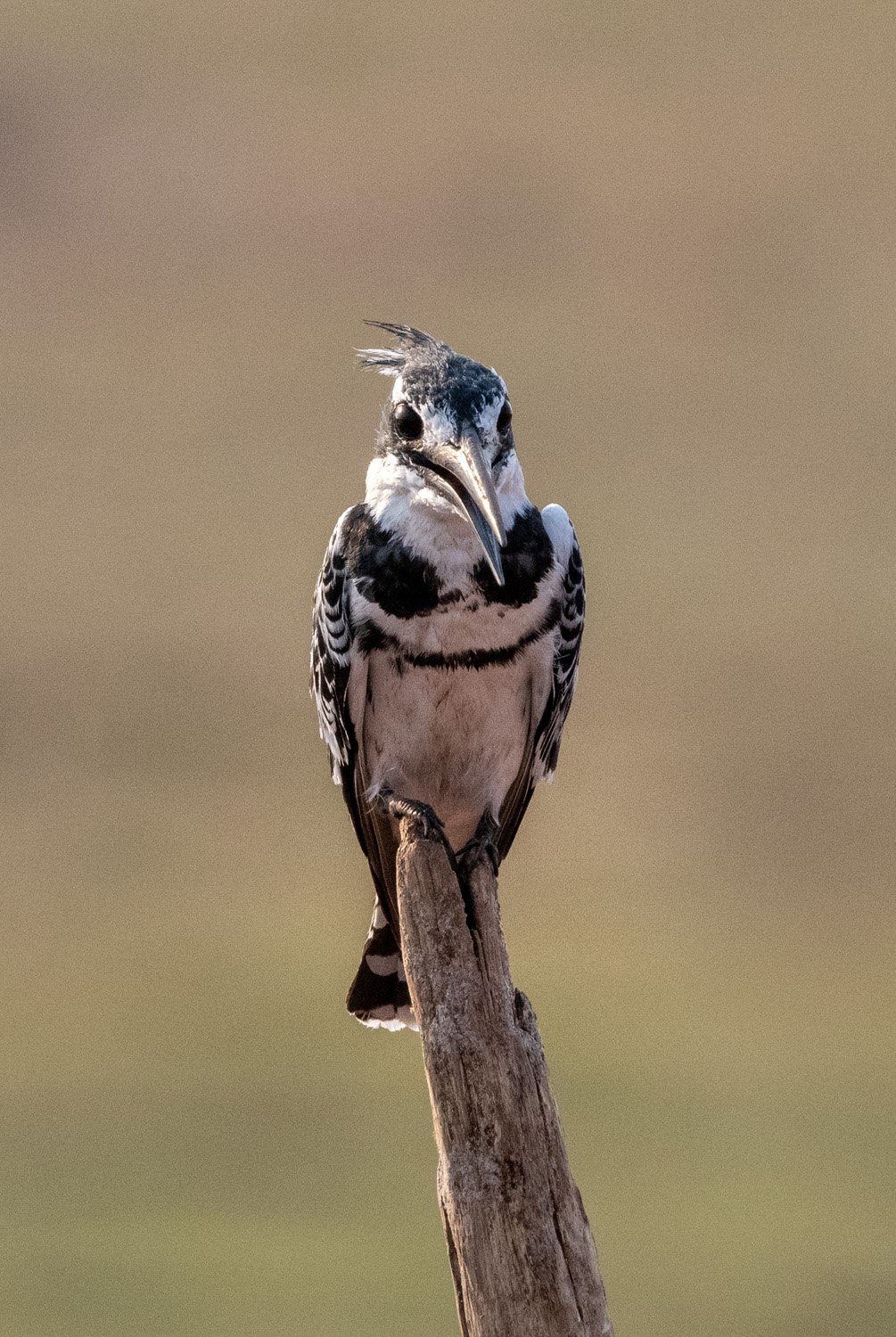 18_small_african_bird.jpg
