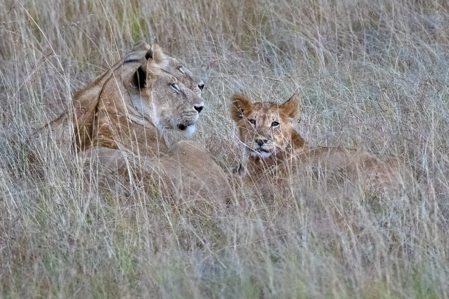 05_three_lions.jpg
