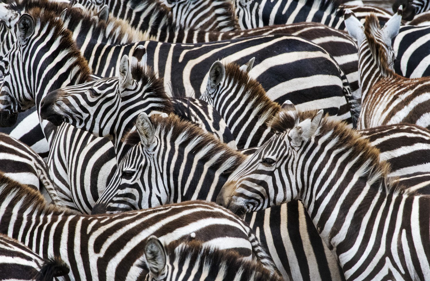 06_Zebras.jpg