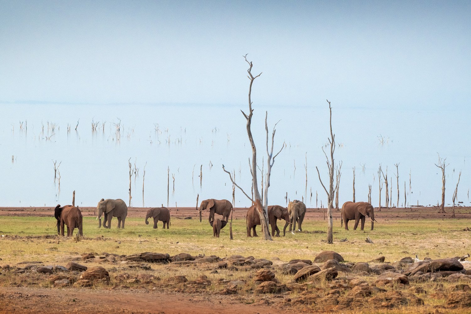 21_elephants_on_the_plane.jpg