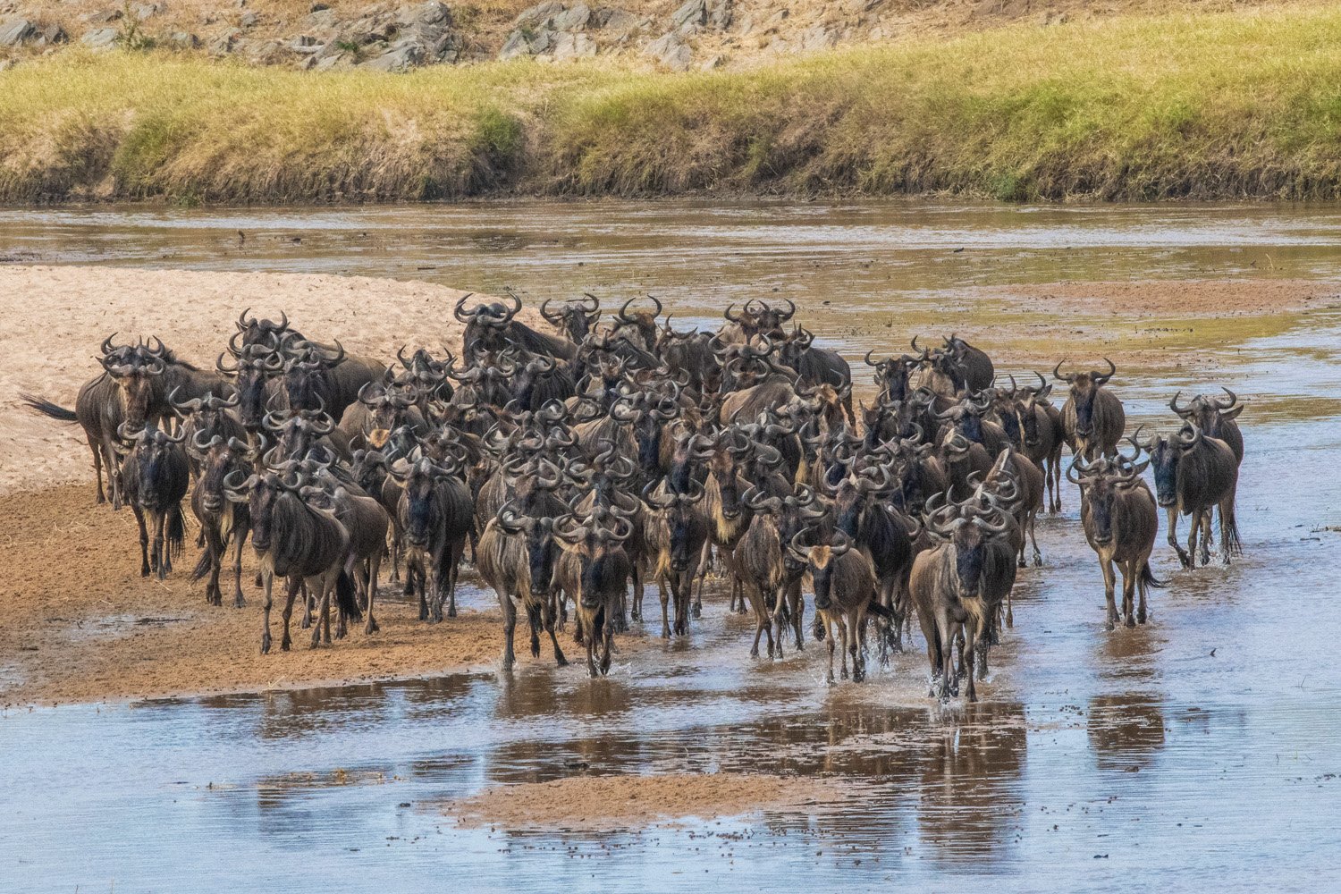 34_cattle_in_river.jpg