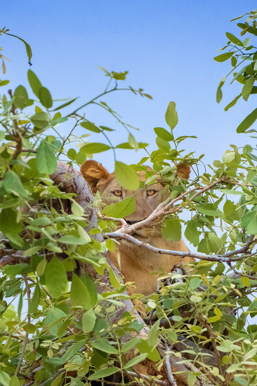 02_lion_in_the_brush.jpg