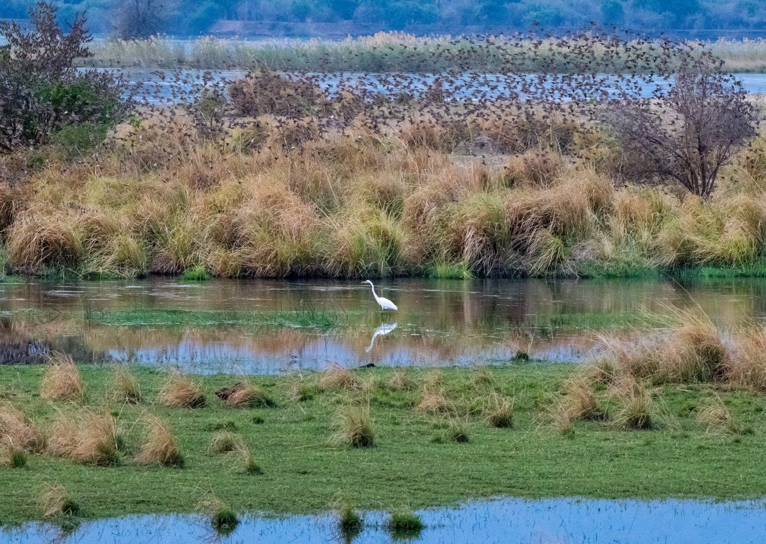 11_egret.jpg