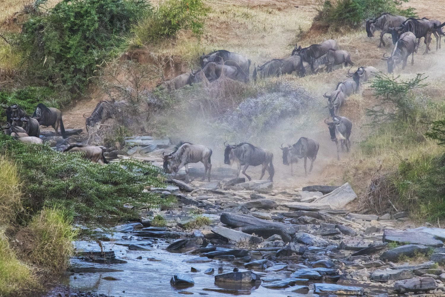 33_cattle_crossing_river.jpg