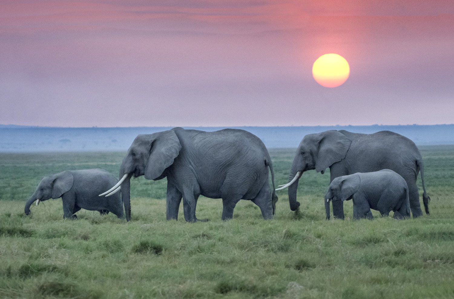 23_elephants_at_sunset.jpg