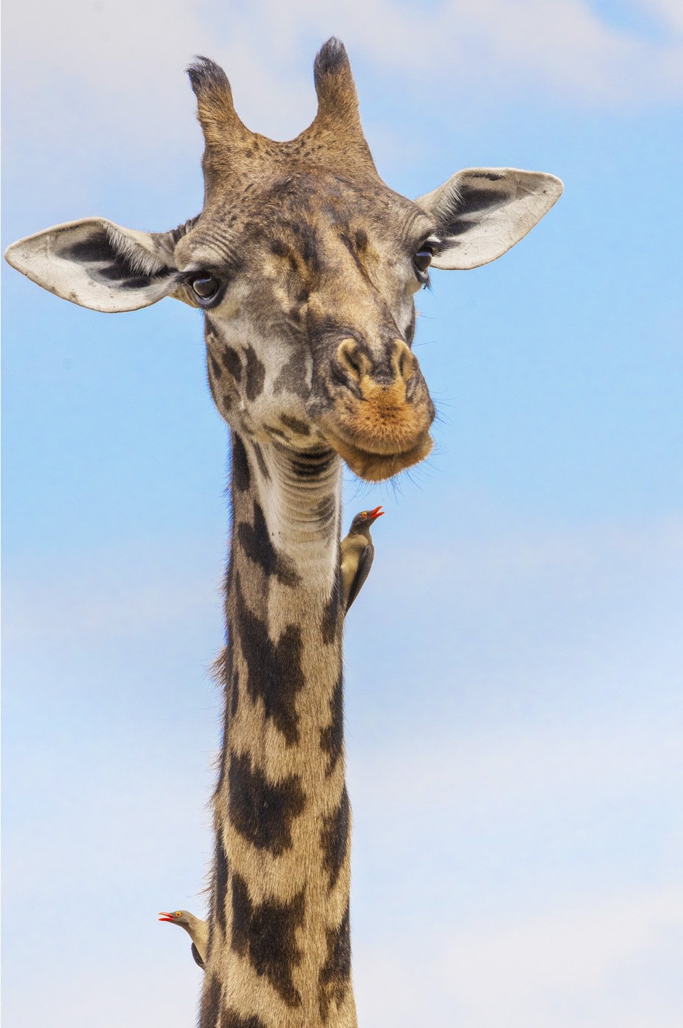 19_giraffe.jpg
