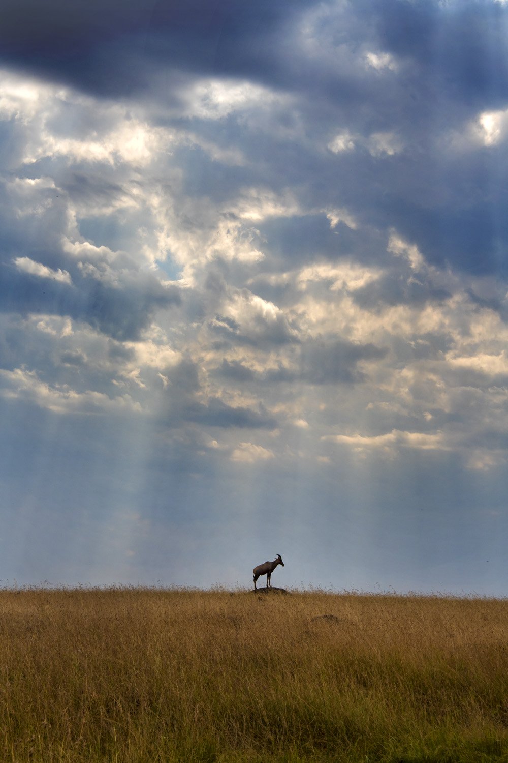 29_lone_gazelle.jpg