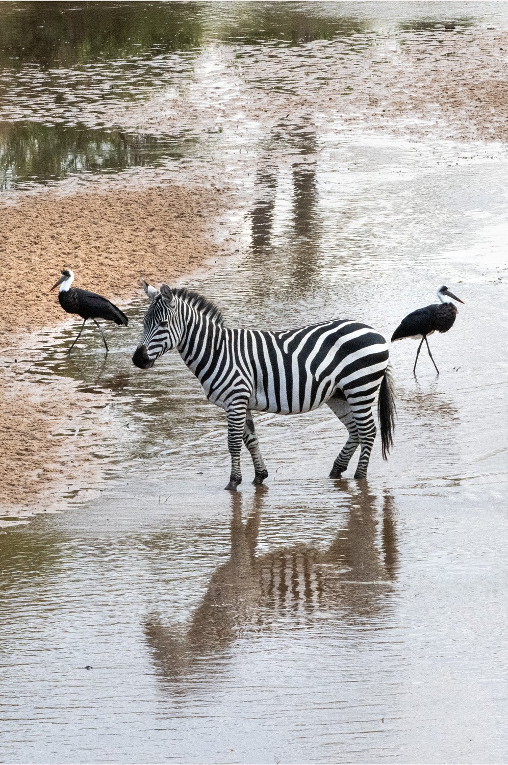 08_Zebra.jpg