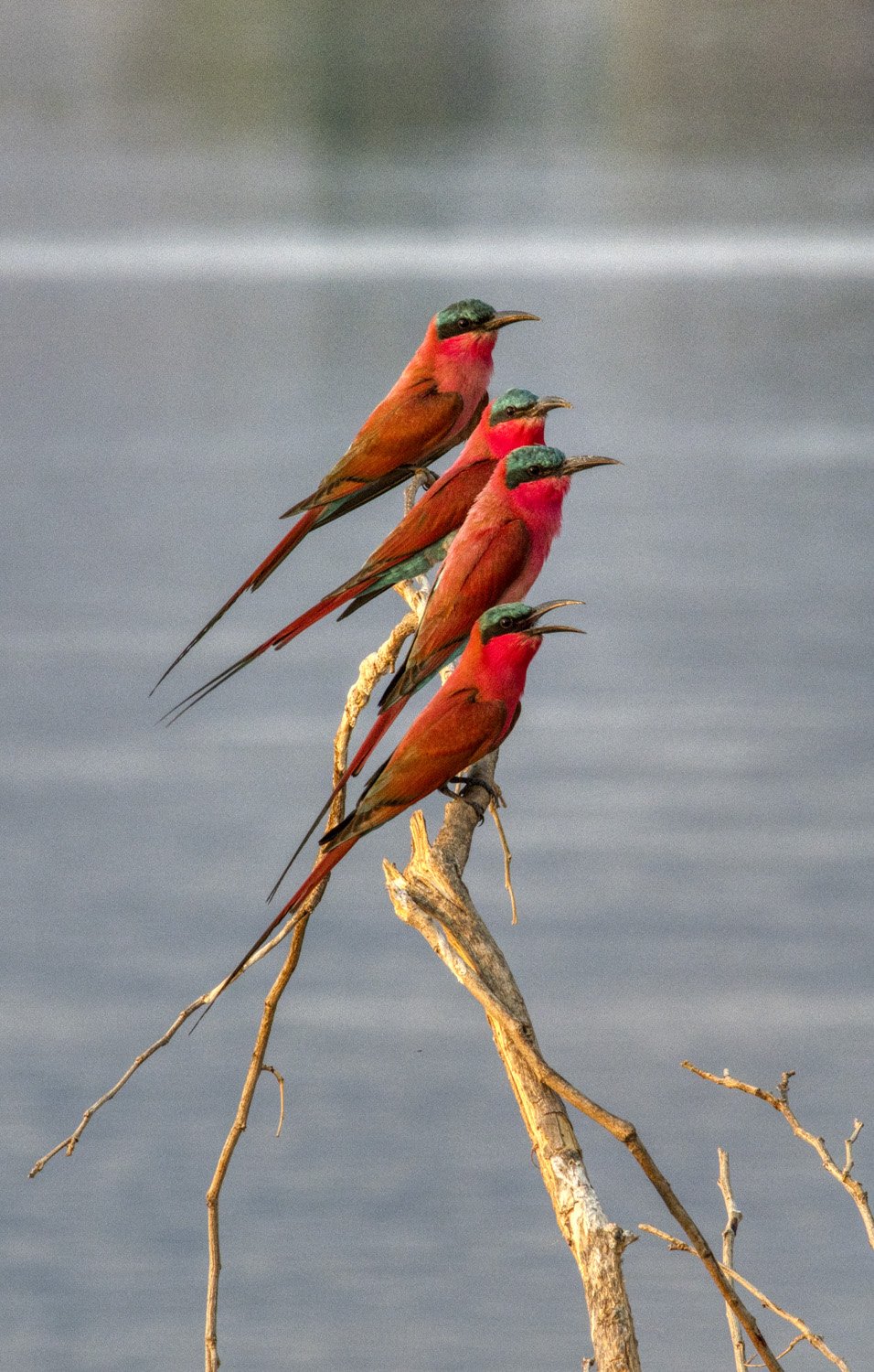 16_four_red_birds.jpg