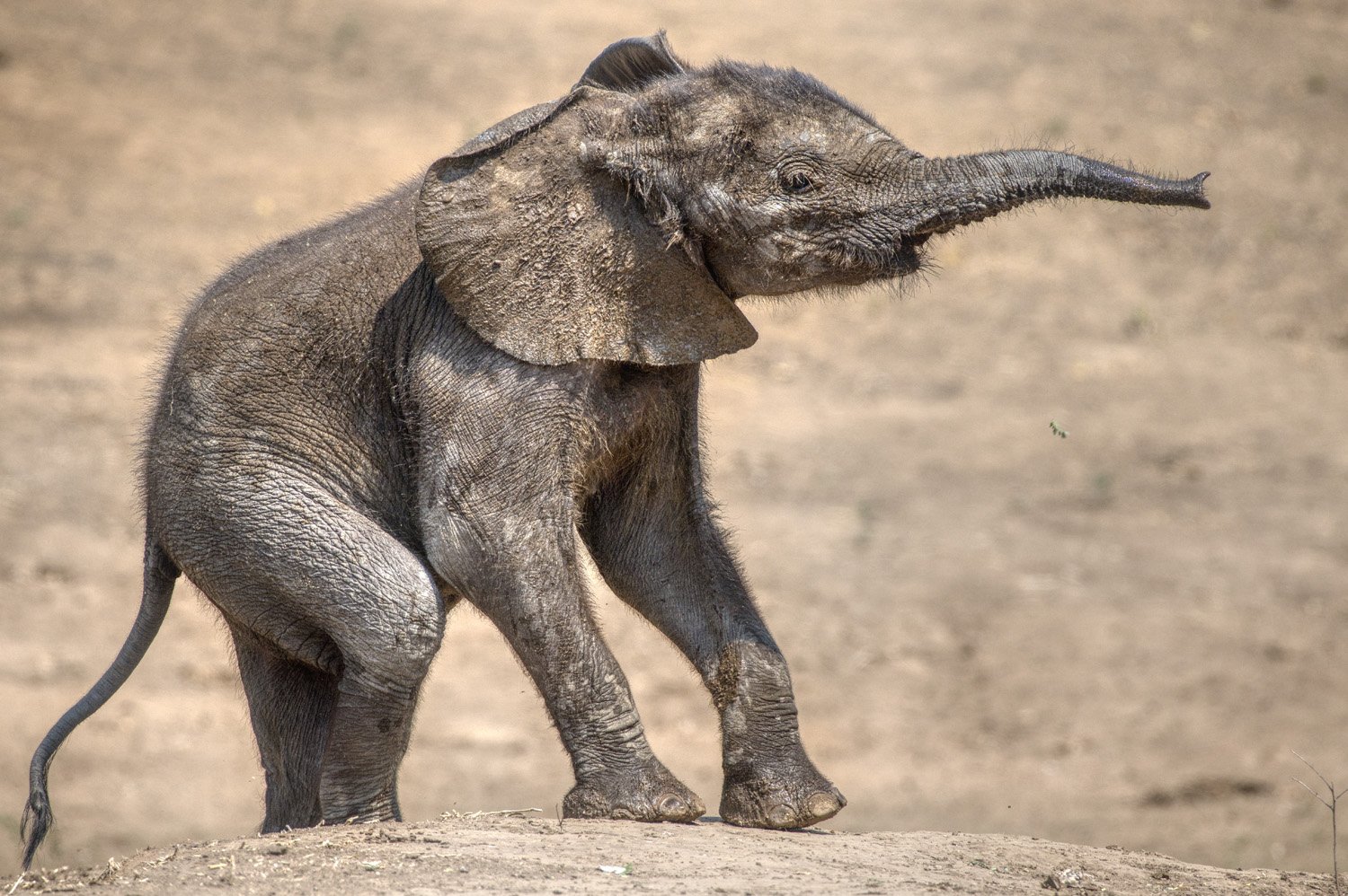 26_elephant.jpg