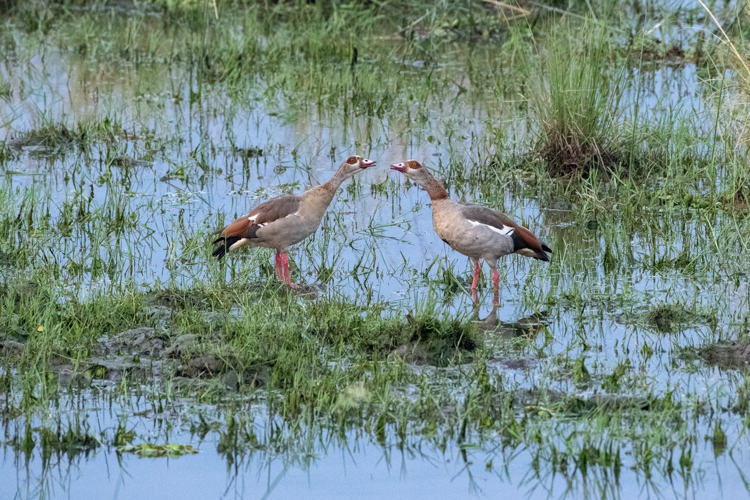 12_two_ducks.jpg