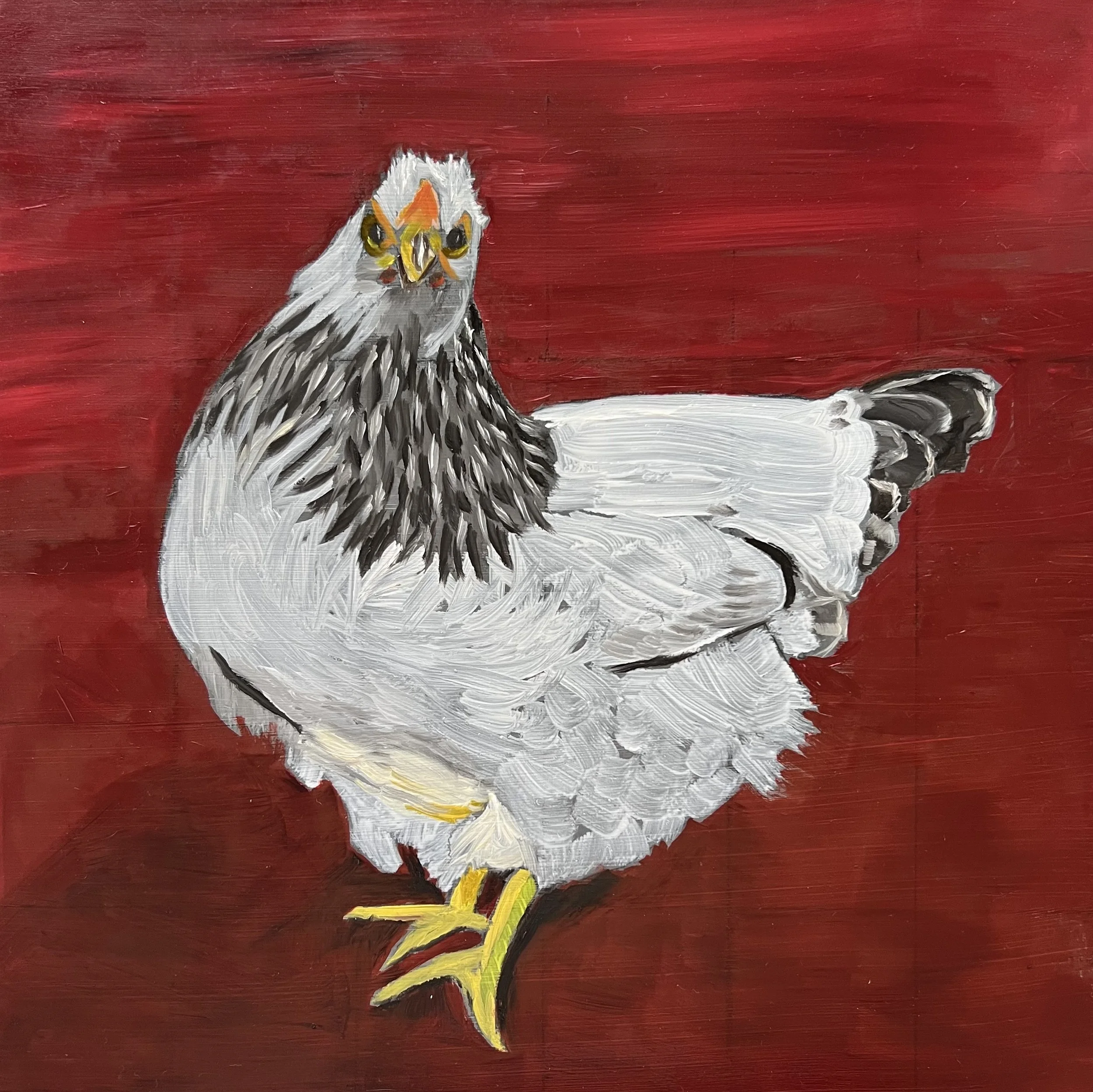 Dante (Colombian Wyandotte) - 12 x 12 x .75” - Oil on Panel