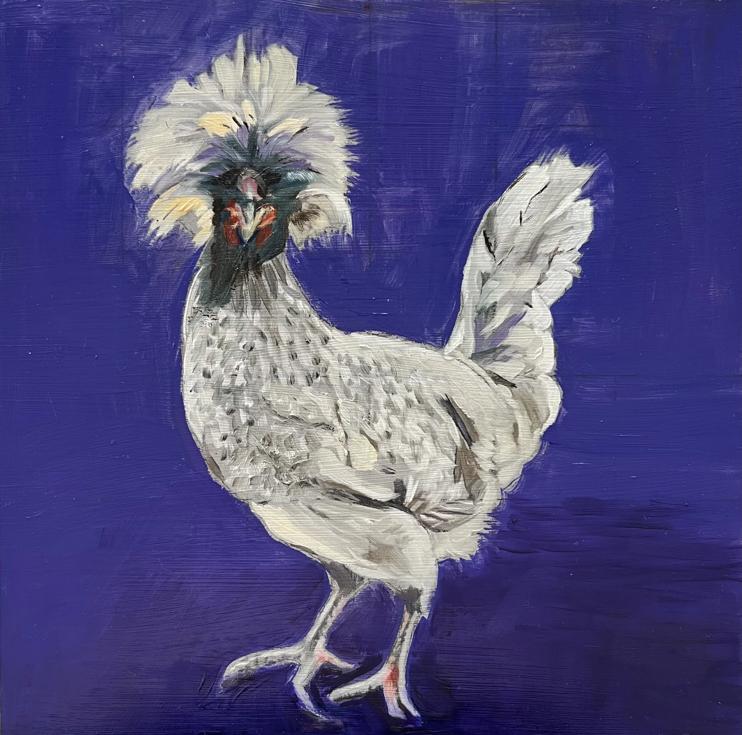 Pickles (White Crested Blue Polish) - 12 x 12 x .75” - Oil on Panel