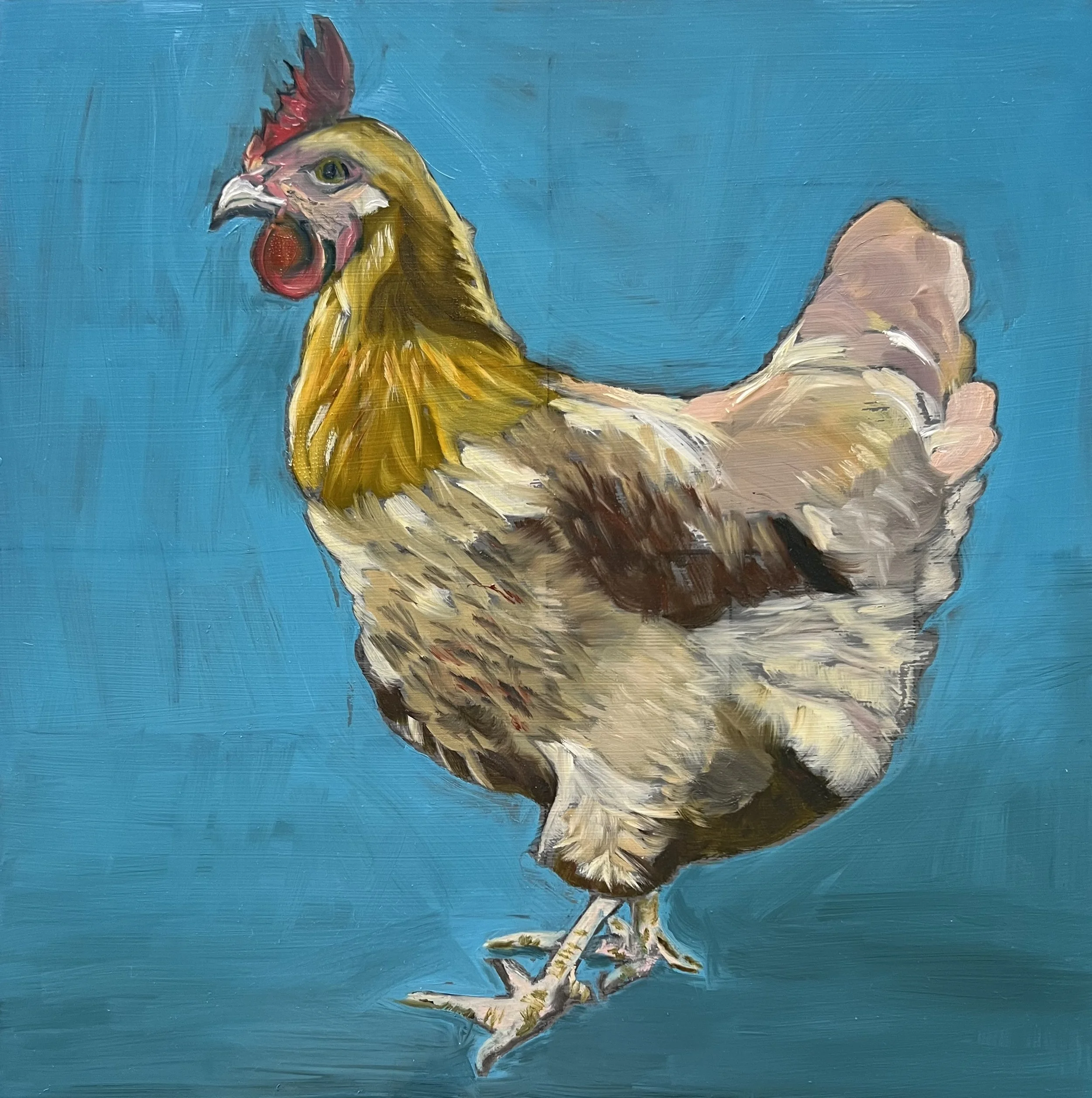 Biscuit (Buff Orpington) - 12 x 12 x .75” - Oil on Panel
