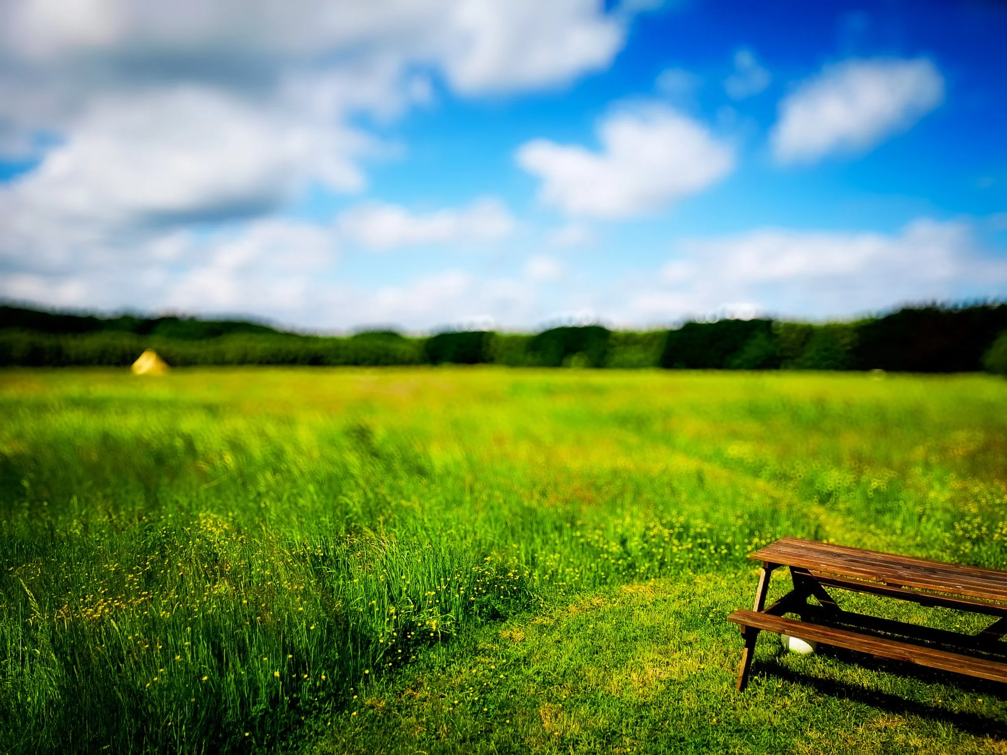 Guest - G Foreman Camping Meadow.jpg