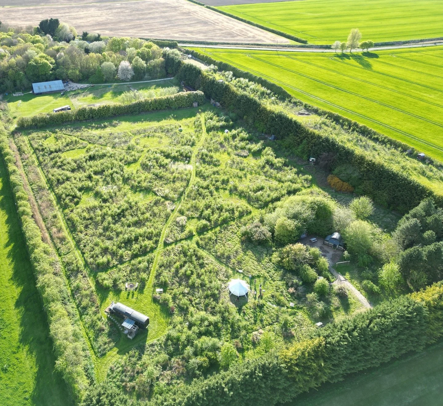 Five years ago we were planting saplings and deciding (with the help of @benfogle ) where campers would sleep, before we left the rest of the meadow to grow naturally. Now a mowed grass field has become a fluffy, mazy haven for birdlife, deer and thi