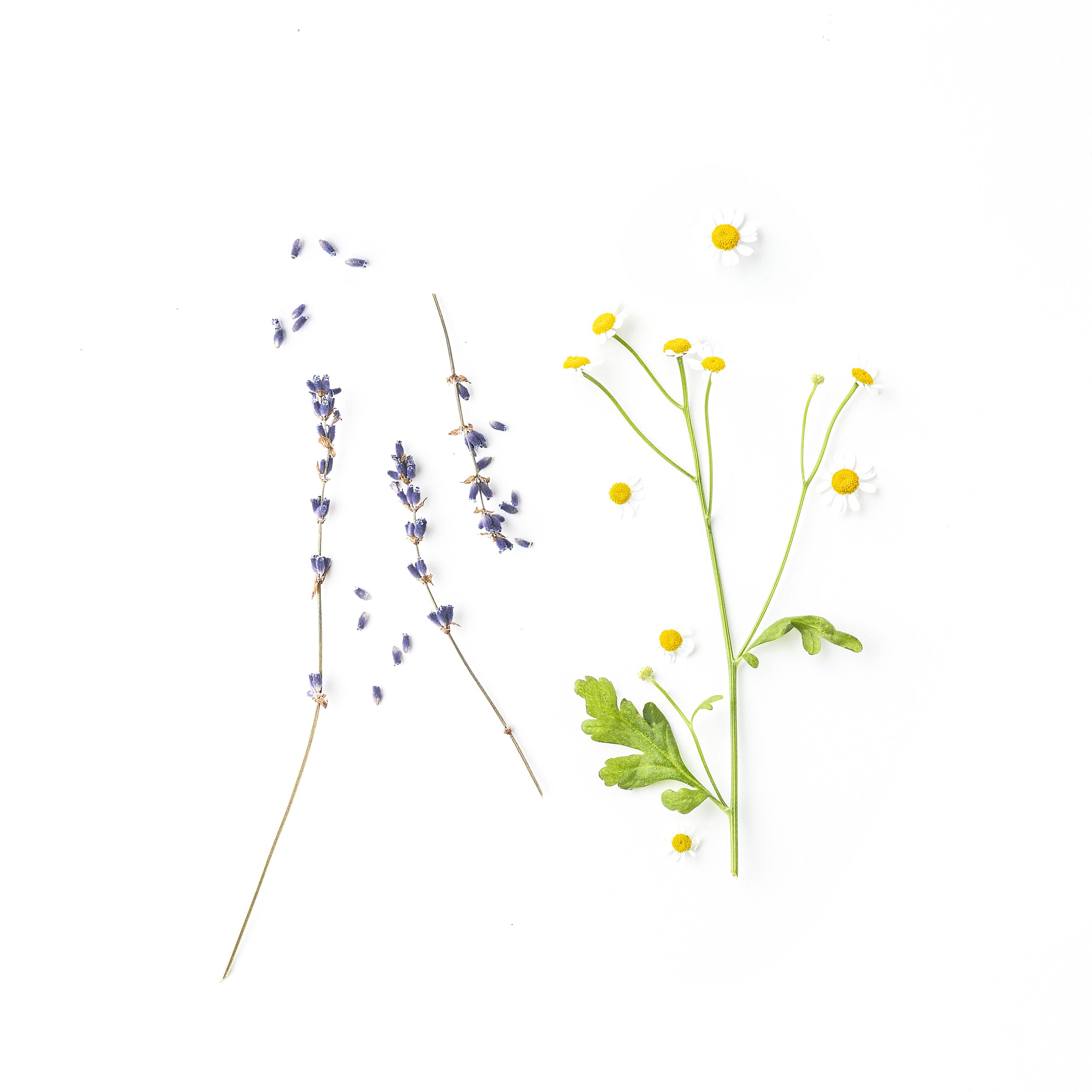 evolvetogether Provence hydrating hand cream scents