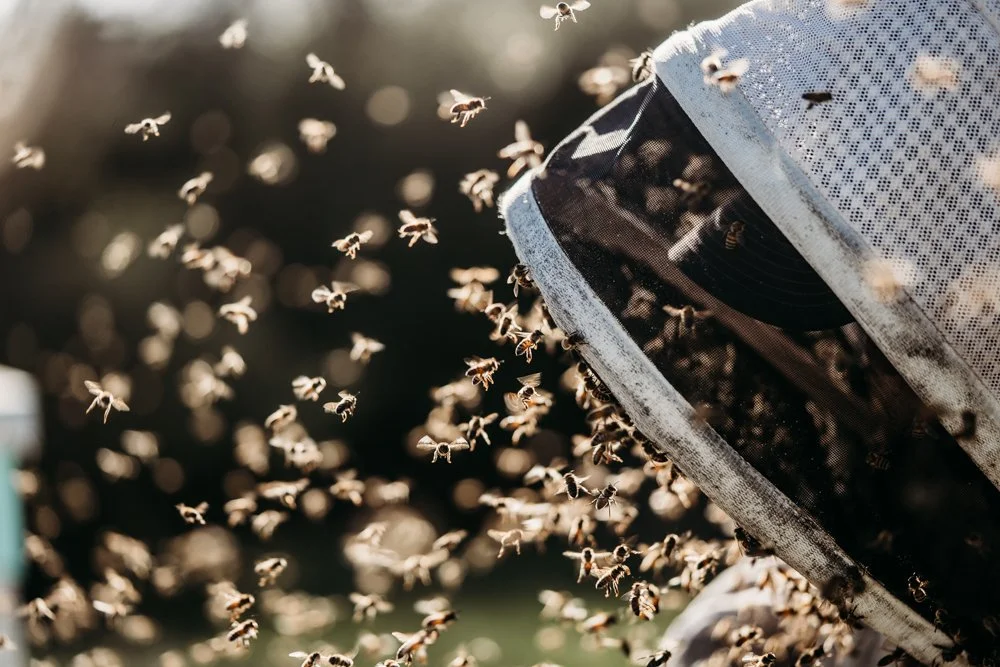 QUEEN REARING-48.jpg