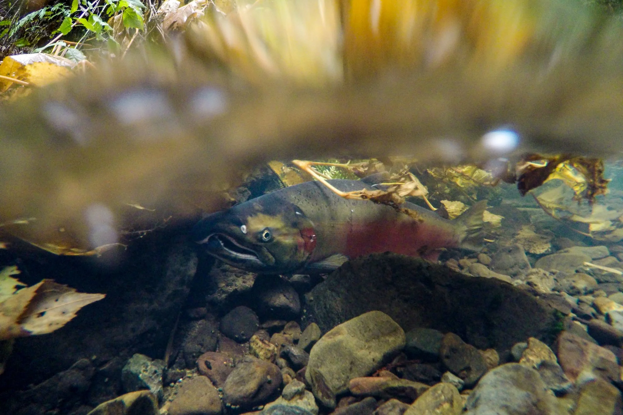 PCI Contributes to Record-Breaking Salmon Recovery on Mendocino Coast