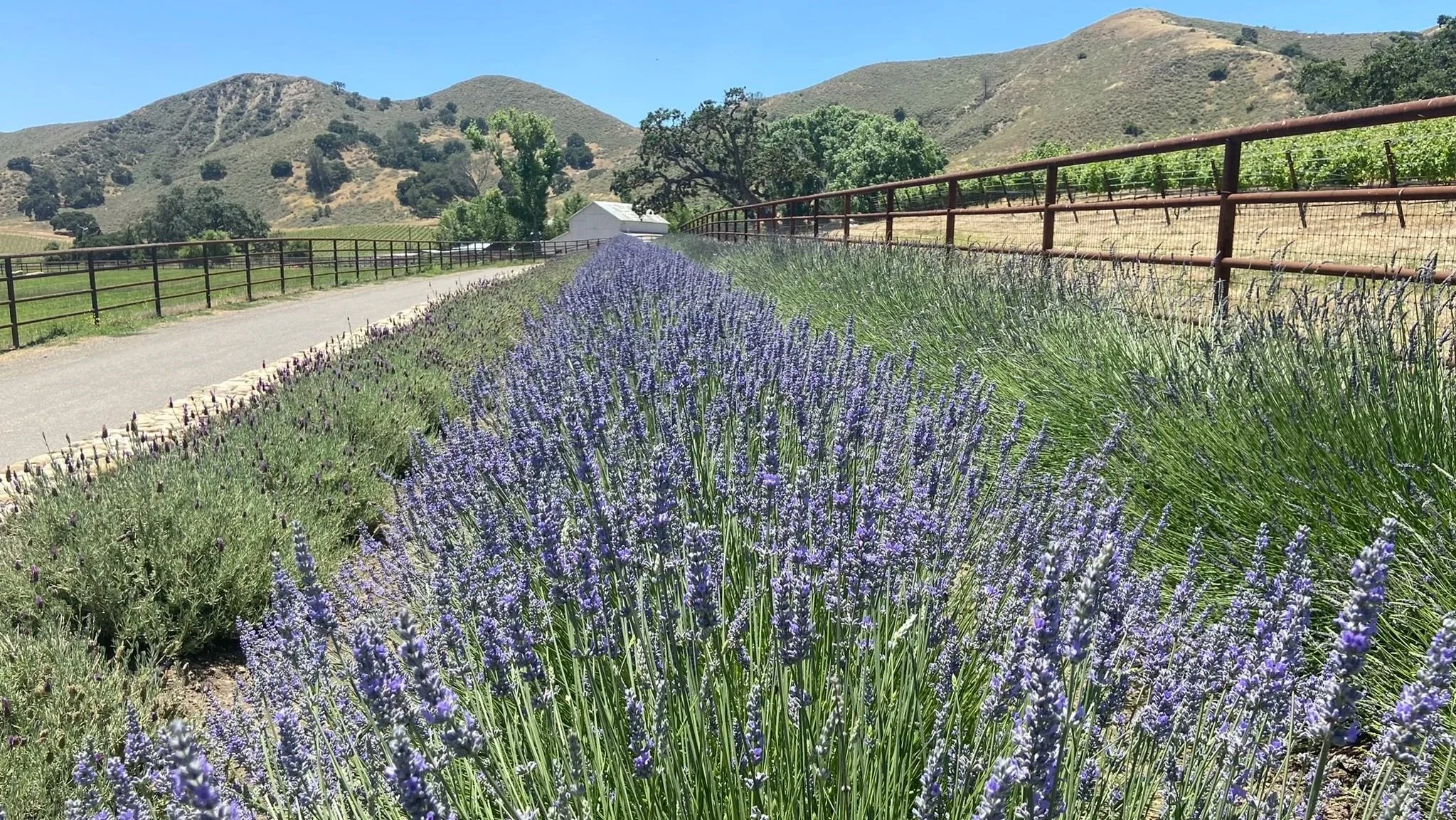 lavander+barn.jpg