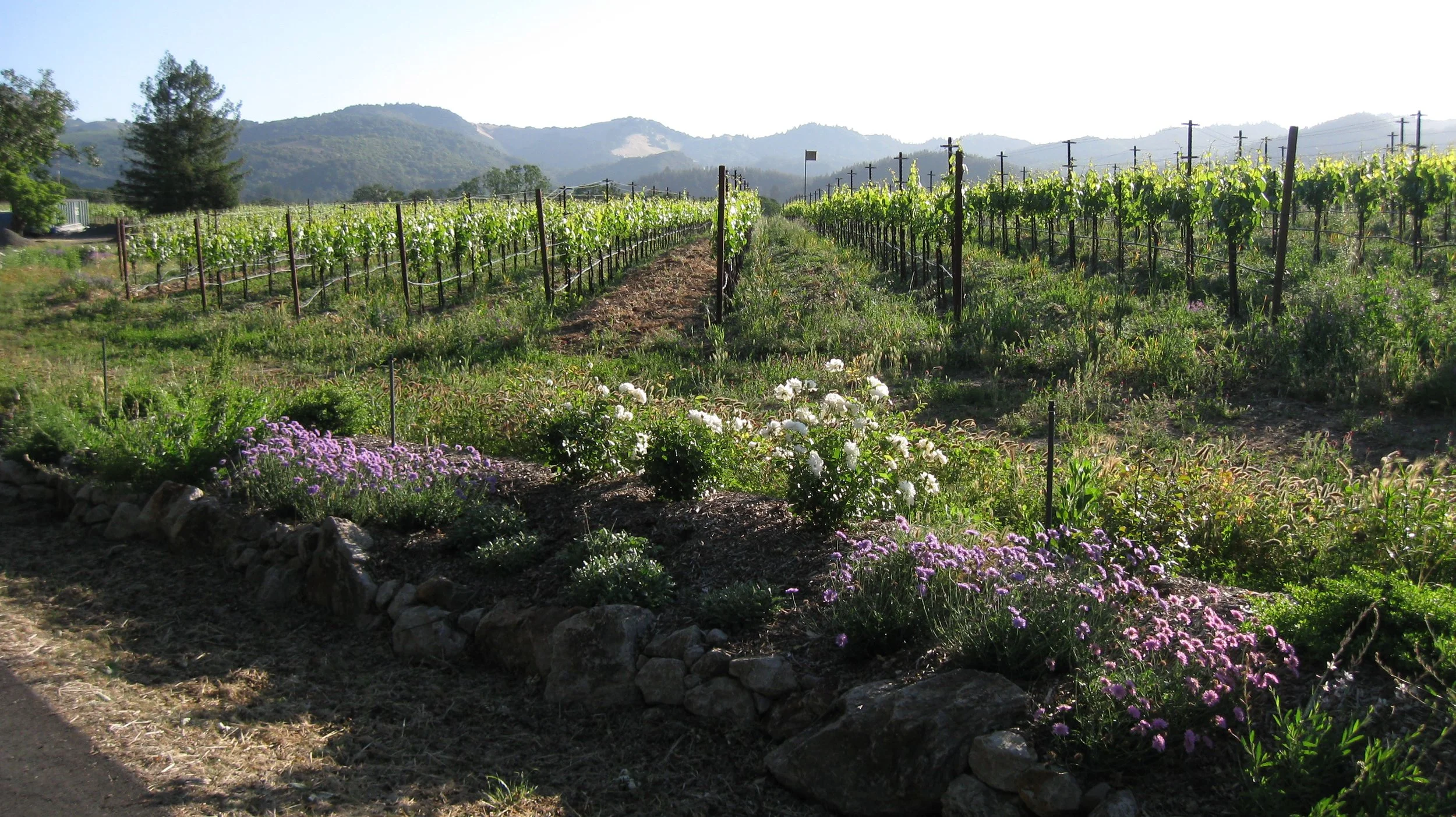 vineyards
