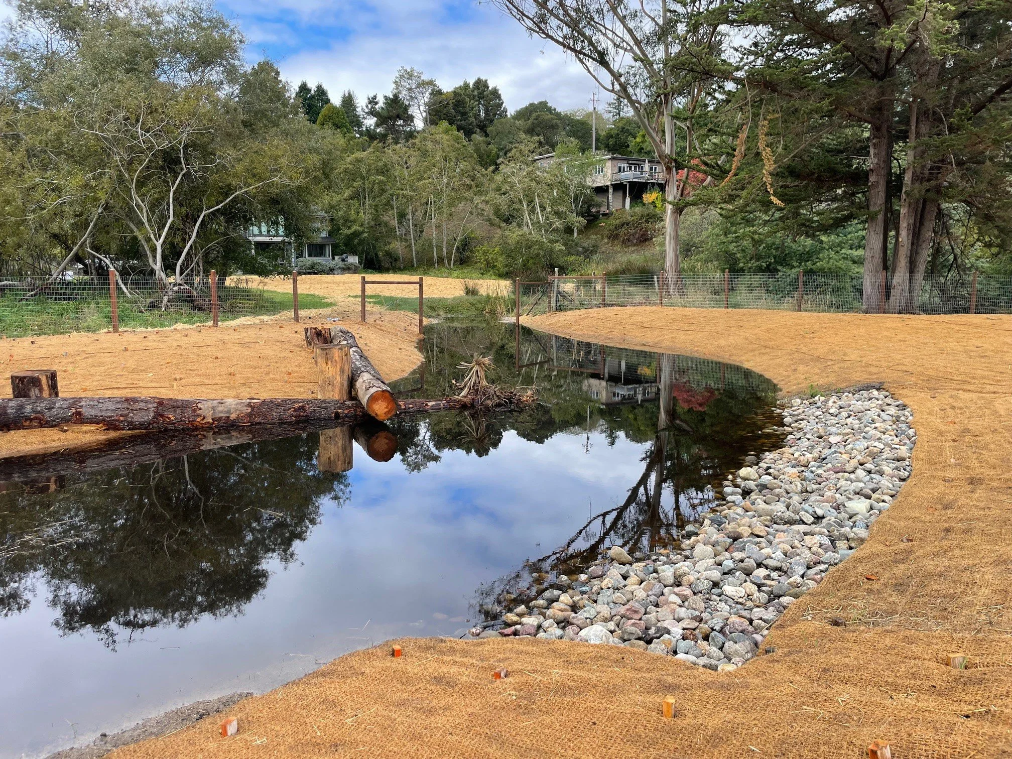 AFTER DECADES OF DISTURBANCE, A MARIN COUNTY WETLAND RETURNS